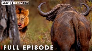 African Savannah | The Price of the Deadliest Battles | FULL EPISODE | Wildlife Documentary