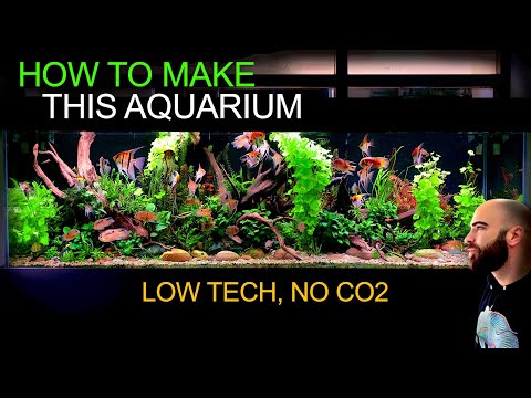 Make This Low Tech, No Co2 Planted Aquarium: All Information + Tips