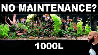 I Thought This Low-Tech Tank Would Fail... But It Worked!