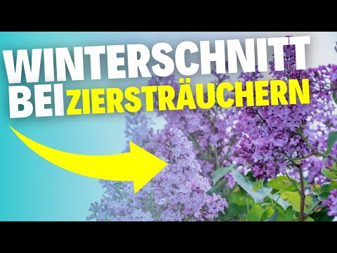 Diese 5 Sträucher sollten jetzt im Winter geschnitten werden!