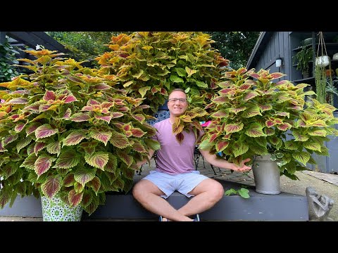, title : 'The BEST Coleus line EVER + Tips on Growing STUNNING and HUGE plants!'