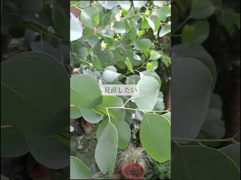 裏庭の人気のない空間を明るくするにはどうすればよいでしょうか？北にどの低木を植えますか？  庭園