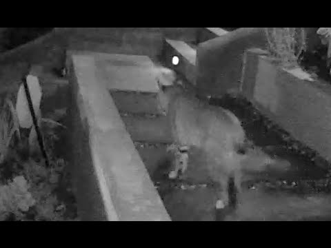 Bobcat in Beachwood Canyon. Like a boss!