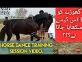 Horse dance training session || beautiful horse rehearsal for dance || Horse dance practice