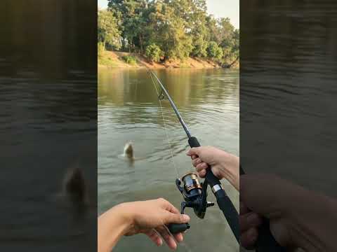 Epic River Strike in Slow Motion! | Fishing Vibes 🎥🐟 #shortsfishing