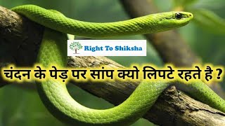 चंदन के पेड़ पर सांप क्यों लिपटे रहे हैं ? by Right To Shiksha