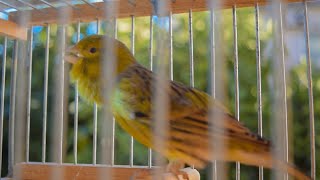 Download lagu Timbrado Español Original - Canary Training Song mp3