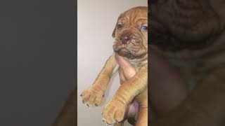 Dogue De Bordeaux Puppies Videos