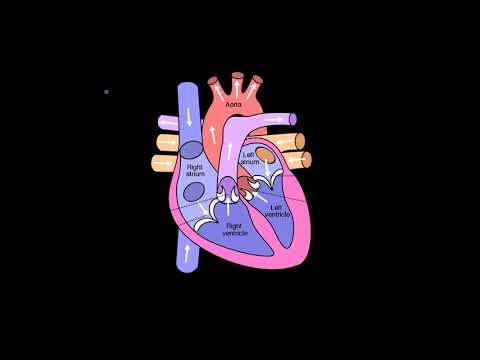 The four chambers of the heart