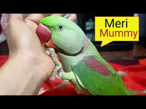 Pablo Mummy ka Beta hai aur ye Parrot Nhi Mummy ki Copy hai