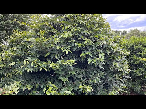 Làm nụ cho mai vàng trồng đất đơn giản mà hiệu qủa 15/8/2022 âm lịch