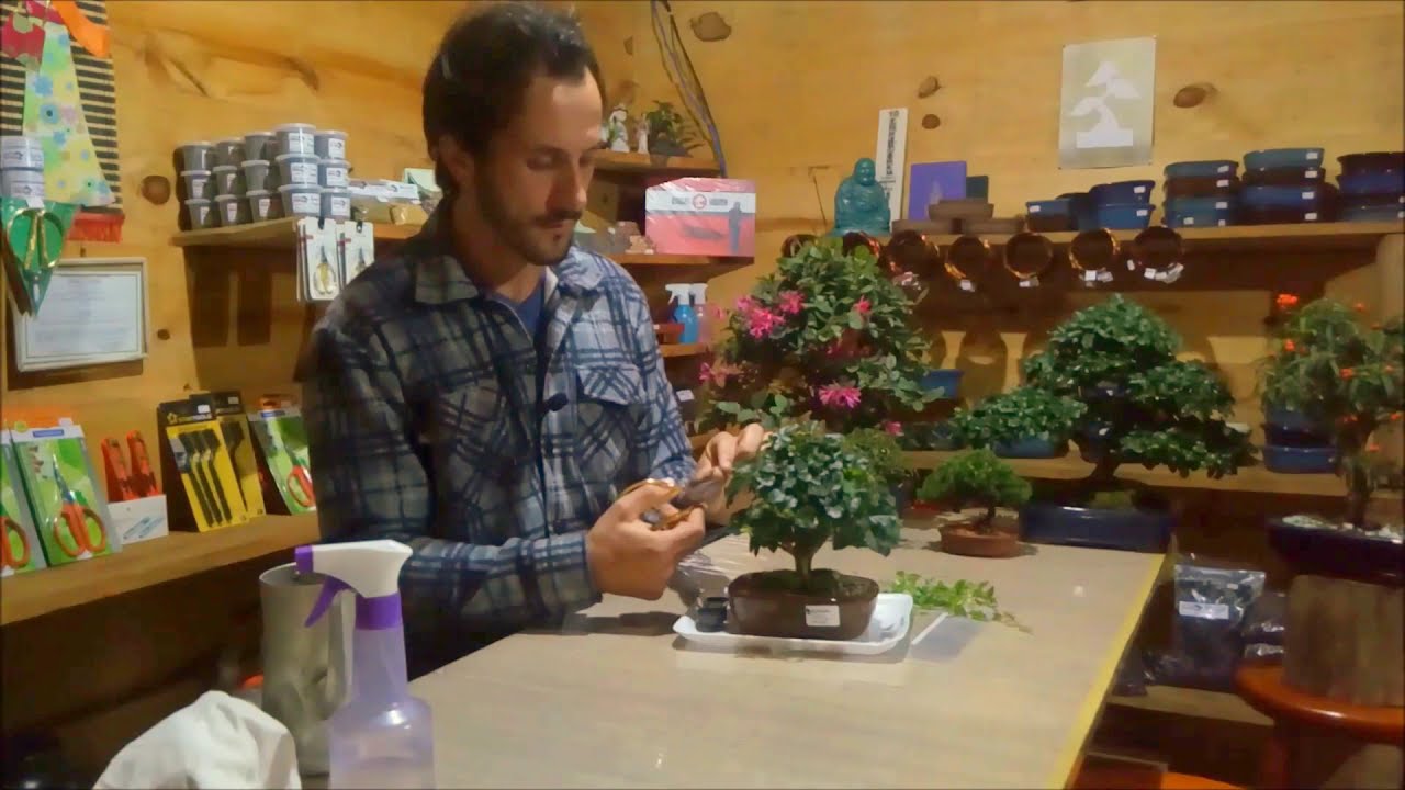 Como cuidar de bonsai passo a passo cuidados básicos para iniciantes