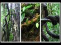 Ikaros Ayahuasca Jaguar 