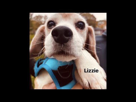 LAB to LOVE - Give former research dogs a CHANCE!