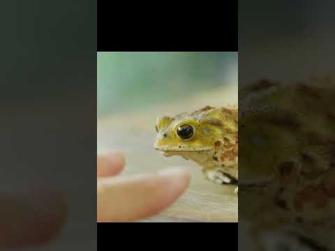 モロッコヒキガエル 植物