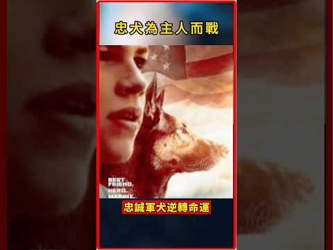 戰犬傳奇，忠誠守護到最後一刻｜軍犬麥克斯#精彩片段 #感人故事 #高能片段 #軍犬麥克斯 #Max電影 #軍犬電影解說 #狗狗電影 #動物電影感人 #忠犬故事 #戰犬 #軍犬故事 #電影解說