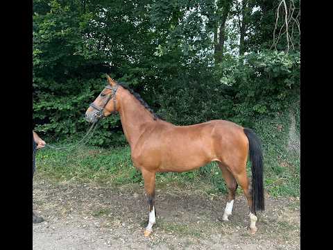Mira (DIMMANS ELECTRON x KOSMO VAN ORCHID'S) - Video 4 video thumbnail