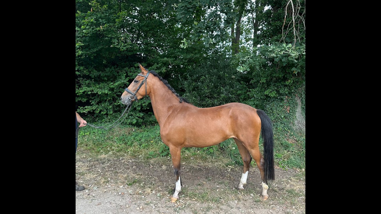 Mira (DIMMANS ELECTRON x KOSMO VAN ORCHID'S) video 2