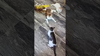 Waiting For Lunch..🐾️🍲✨️ #catfamily #lunchtime #cat #shortsfeed #catfunny #shorts #ytshorts #funny