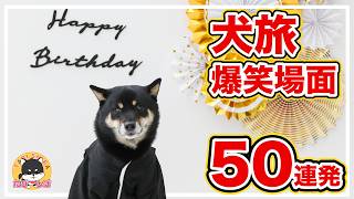 【犬旅爆笑場面】小柄な柴犬のおもしろ爆笑シーン50連発!!「絆！豆柴メモシリーズ①〜㊿」【総集編第10弾】旅する柴犬