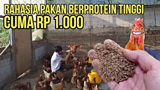 Download lagu Ini dia RAHASIA pakan murah tinggi Protein, Ayam Petelur Normal Berproduksi mp3 Download lagu Ini dia RAHASIA pakan murah tinggi Protein, Ayam Petelur Normal Berproduksi mp3
