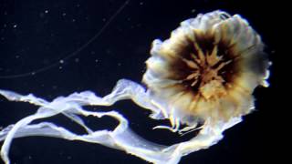 LIQUID LOVE - Dipnoi Fish