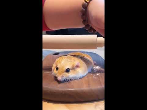 Hamster core #funnyshorts #funny #animals #pets #fyp #foryou #hamsters #funnyvideo