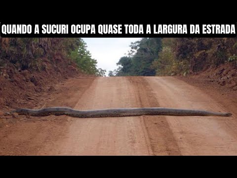 When the Anaconda occupies almost the entire width of the road | Biologist Henrique
