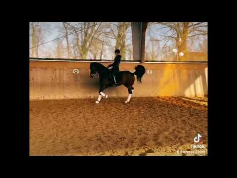 FEI Potential 6 year old Ladies Horse for sale