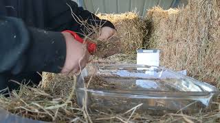 How I Take A Hay Sample For Forage Testing Without A Hay Probe