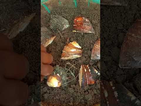 Taro root plant | simple agri