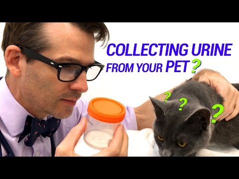 Need To Collect Urine From Your Pet?  Here's What We Do & What You Can Do At Home