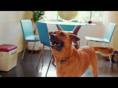 download lagu mp3 mp4 Can You Freeze Freshpet Vital, download lagu Can You Freeze Freshpet Vital gratis, unduh video klip Can You Freeze Freshpet Vital
