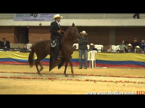 CAMPEONATO YEGUAS PASO FINO FACA 2013 VER