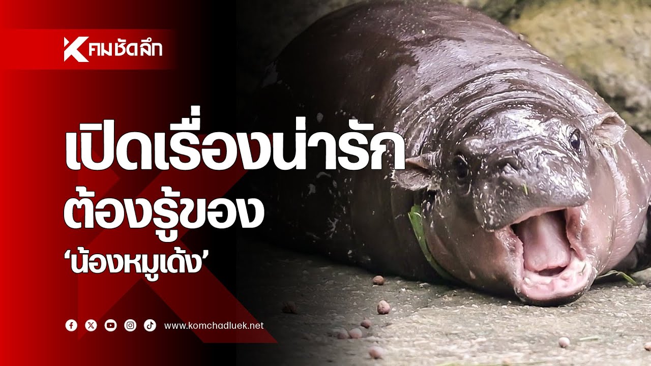 เปิดเรื่องน่ารักต้องรู้ของ “น้องหมูเด้ง”