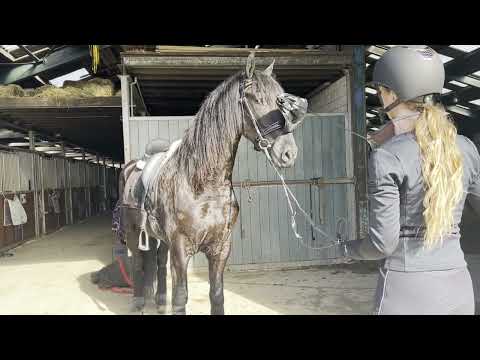 Stal Okkema's Joris - Jehannes x Tsjerk - Gelding - 2019 - 1.64m