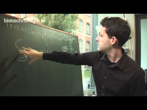 Kreidezeit 26: Transkriptionsfaktor