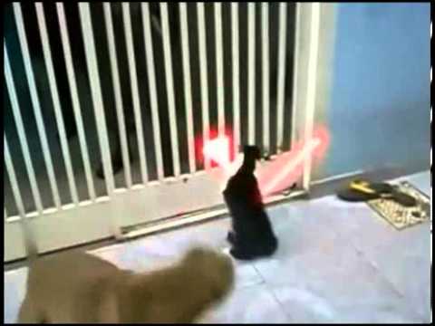 Jedi Cat Fights off Dogs with Lightsaber