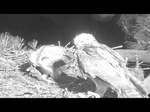 Great Horned Owl~Mom brings in a kind of Heron~4:01 AM 2022/04/07