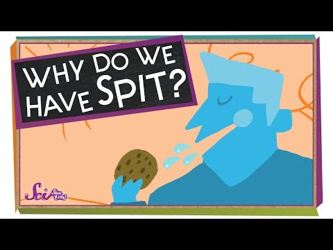 Why Do We Have Saliva?