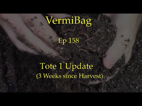 VermiBag  Ep 158  Tote 1 Update  (3 weeks since Harvest)  Ready to start another harvest next week??