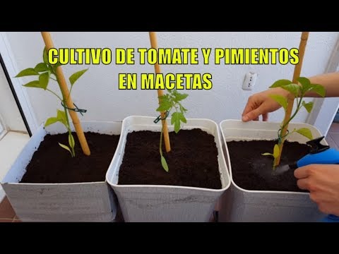 , title : 'Cultivo de Tomates y Pimientos en Macetas || Huerto urbano || Cultivo paso a paso'