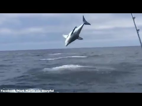 Hooked Mako shark jumping out of water
