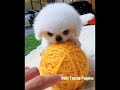New Puppies From Rolly Teacup Puppies