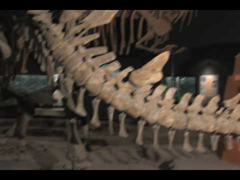 Introduction: Delaware Museum of Natural History