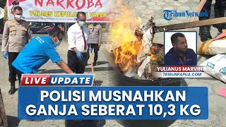 Ganja 10,3 Kg Hasil Penyelundupan Dimusnahkan Polisi di Kepulauan Yapen Papua