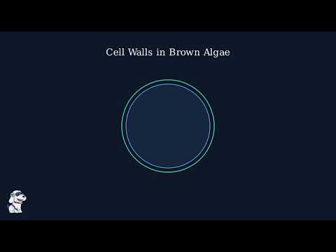 Phaeophyta (Brown Algae) – Characteristics, Occurrence, Thallus Organization, Structure, Reproduction - Video