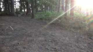 Sun Rays on My Golden Retrievers