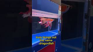 Download lagu Dragonfish! Arowana World Championship 2023 mp3