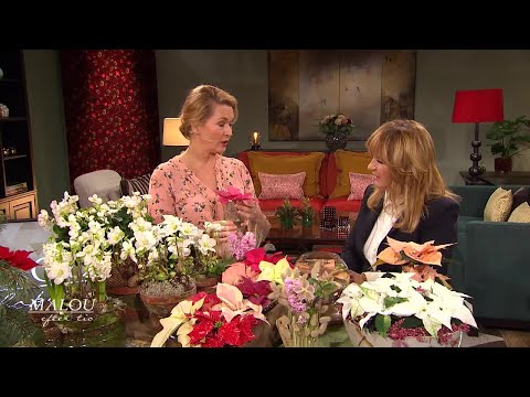 Så ska du sköta dina vackra julblommor - Malou Efter tio (TV4)